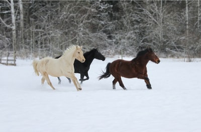 白天在白雪覆盖的地面上骑着棕色和白色的马